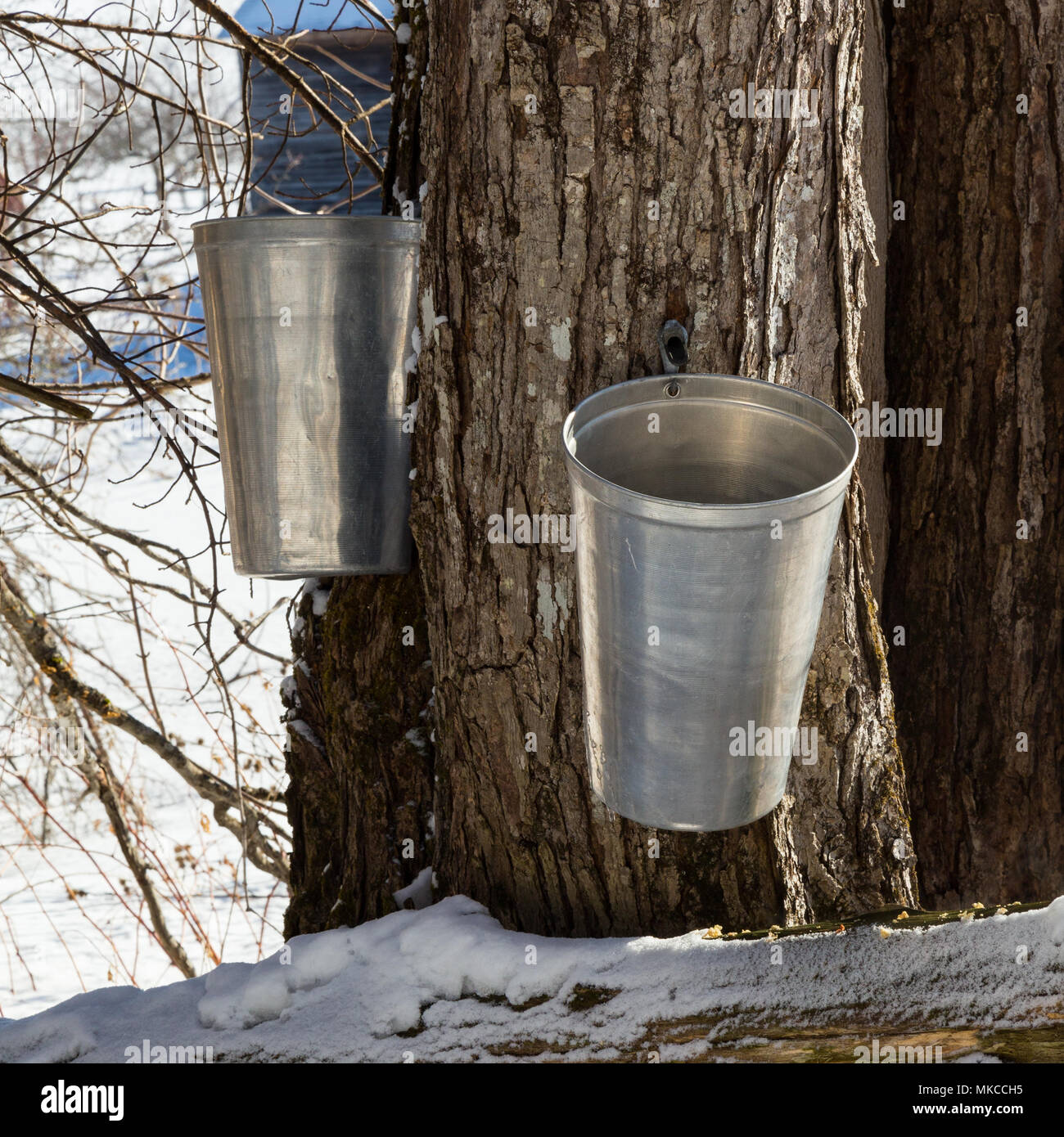 Photo de gros plan deux seaux en métal suspendue à un arbre d'érable taraudé au début du mois de mars contre un fond de neige. Banque D'Images