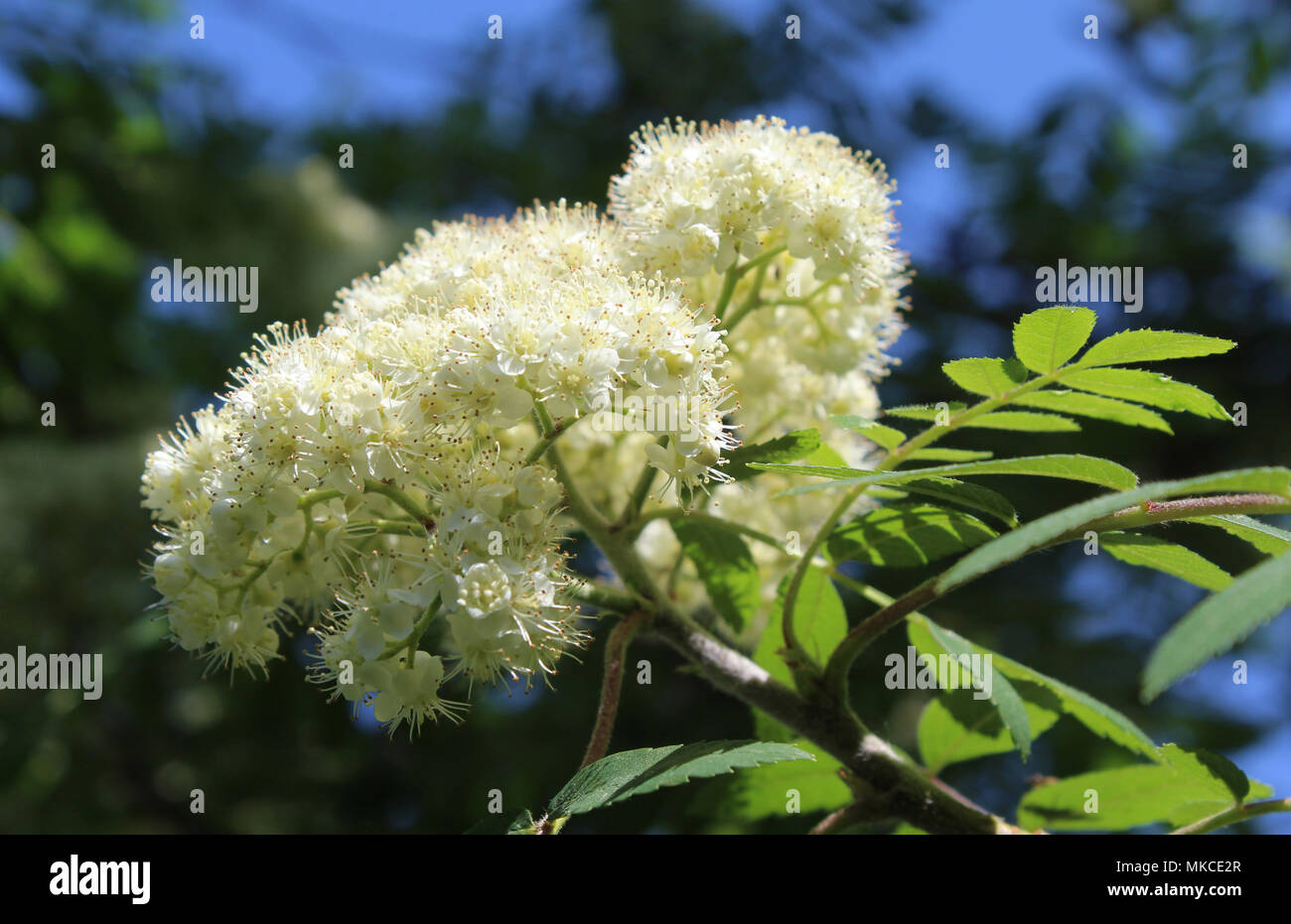 Les belles fleurs blanches de Sorbus aucuparia, également connu sous le nom de Mountain Ash,ou Rowan Tree. Banque D'Images