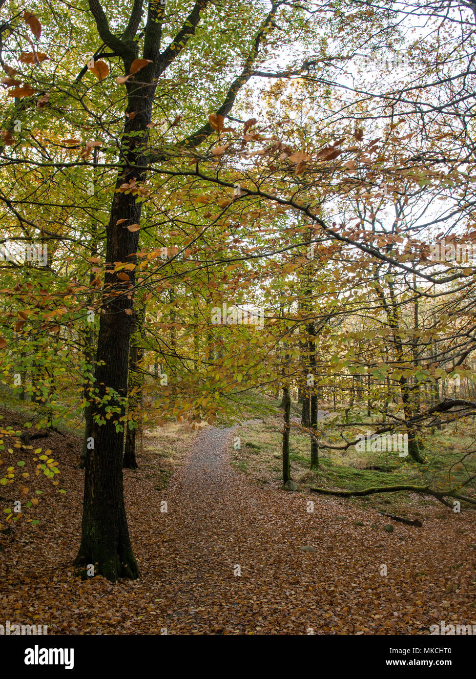 Affichage des arbres couleurs d'automne le long de la National Cycle Route Réseau chemin 6 à Grasmere en Angleterre's Lake District National Park. Banque D'Images