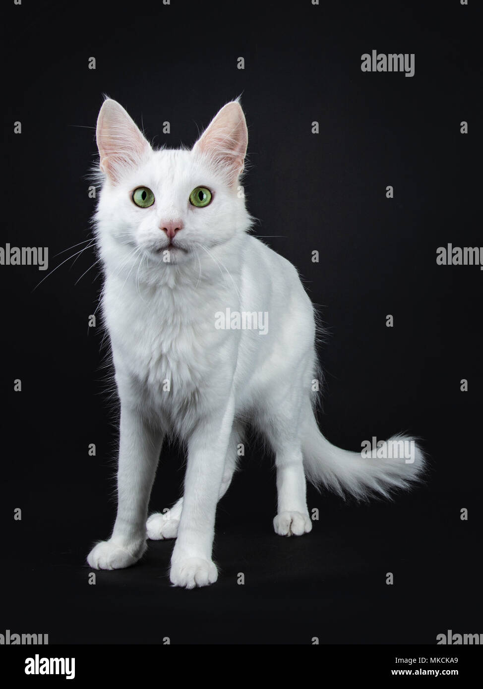 Chat Angora Turc Blanc Aux Yeux Verts Legerement Permanent Cote Isole Sur Fond Noir Looking At Camera Photo Stock Alamy