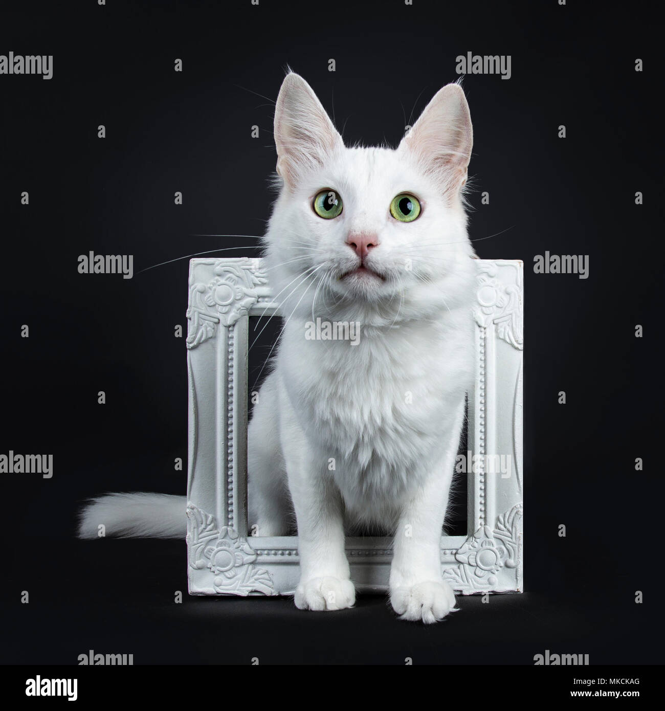Chat Angora Turc Blanc Aux Yeux Verts Assis Par Cadre Photo Blanc Isole Sur Fond Noir A La Camera Ci Dessus Photo Stock Alamy Chat Angora Turc Blanc Aux Yeux Verts Assis Par Cadre Photo Blanc Isole Sur Fond Noir A La Camera Ci Dessus Photo Stock Alamy