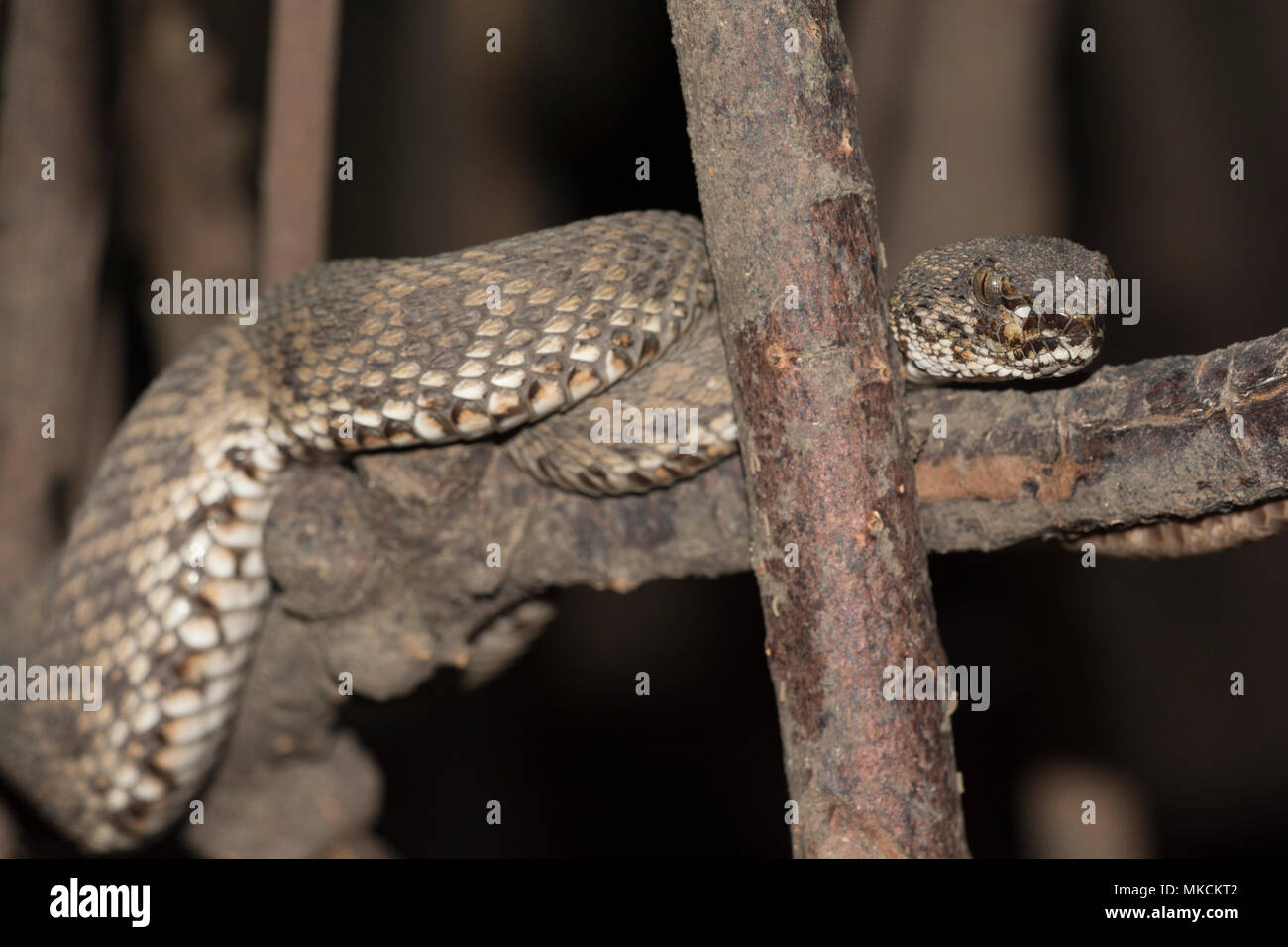 Pit Viper Mangrove (Trimeresurus purpureomaculatus) sur une branche dans la mangrove de Krabi en Thaïlande. Banque D'Images
