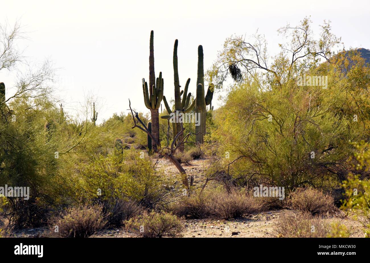 Parc régional de la montagne de San Tan est de plus de 10 000 acres dans la partie inférieure du désert. De beaux sentiers pour la randonnée pédestre, le vélo et l'équitation. Banque D'Images