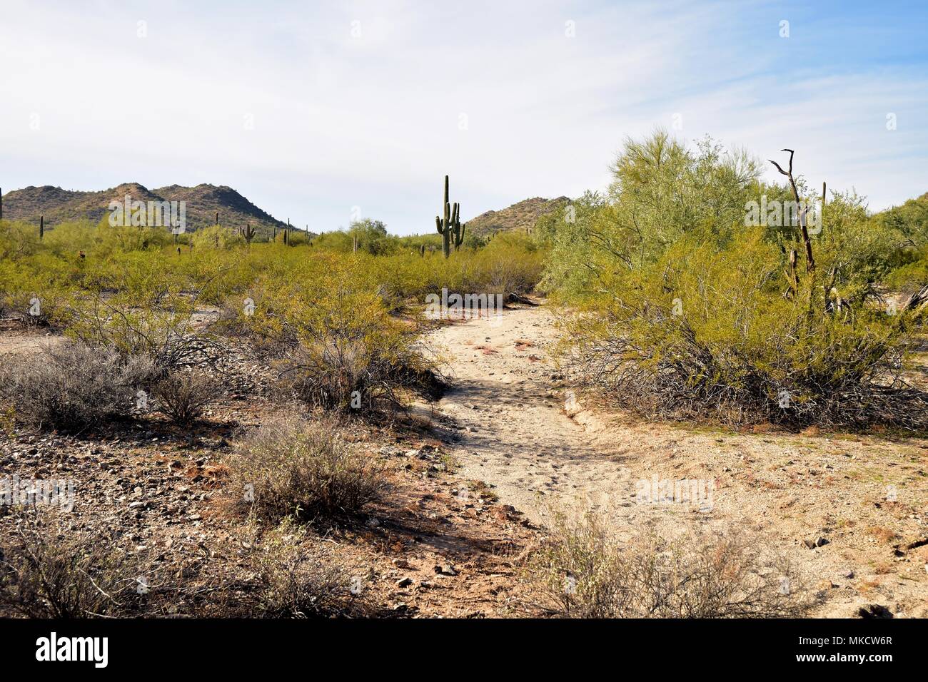 Parc régional de la montagne de San Tan est de plus de 10 000 acres dans la partie inférieure du désert. De beaux sentiers pour la randonnée pédestre, le vélo et l'équitation. Banque D'Images