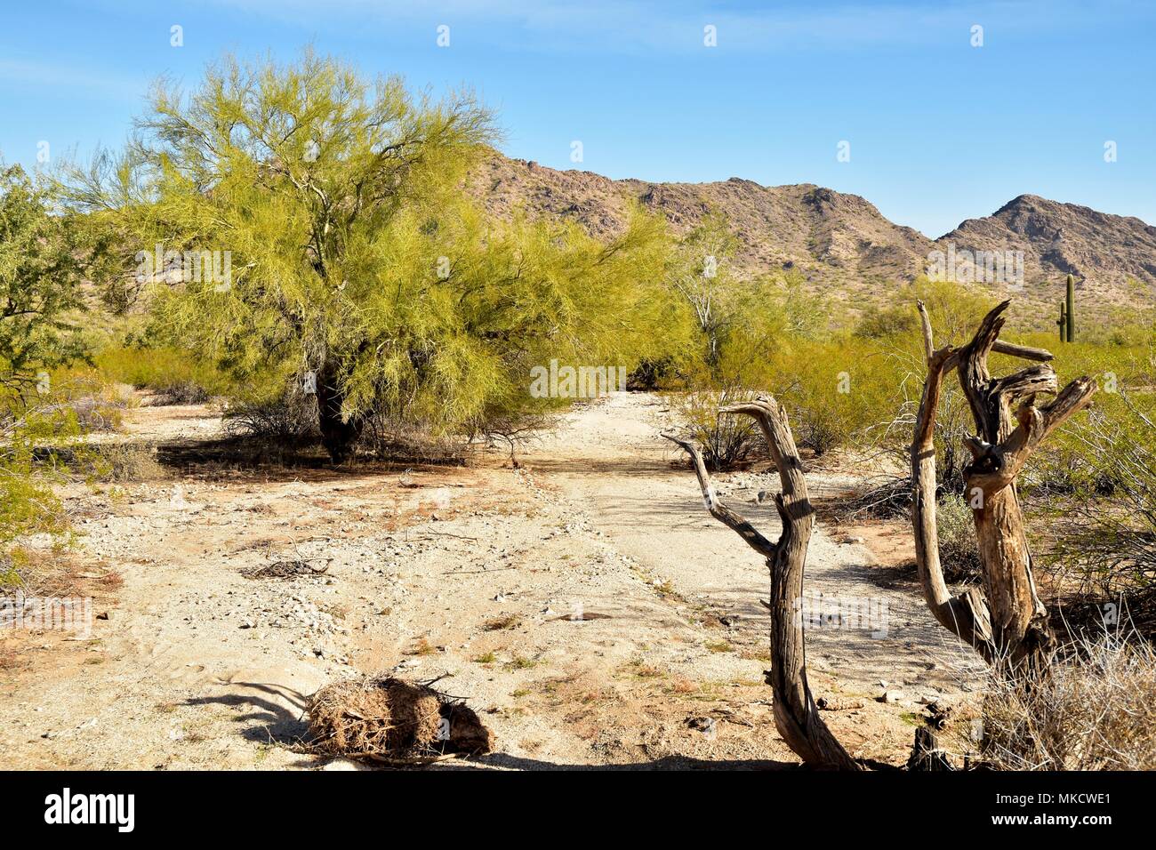 Parc régional de la montagne de San Tan est de plus de 10 000 acres dans la partie inférieure du désert. De beaux sentiers pour la randonnée pédestre, le vélo et l'équitation. Banque D'Images
