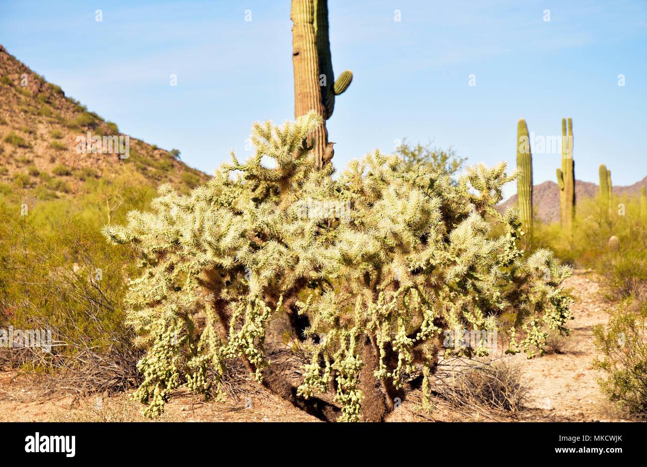 Parc régional de la montagne de San Tan est de plus de 10 000 acres dans la partie inférieure du désert. Belle pour la randonnée pédestre, le vélo et l'équitation. Banque D'Images