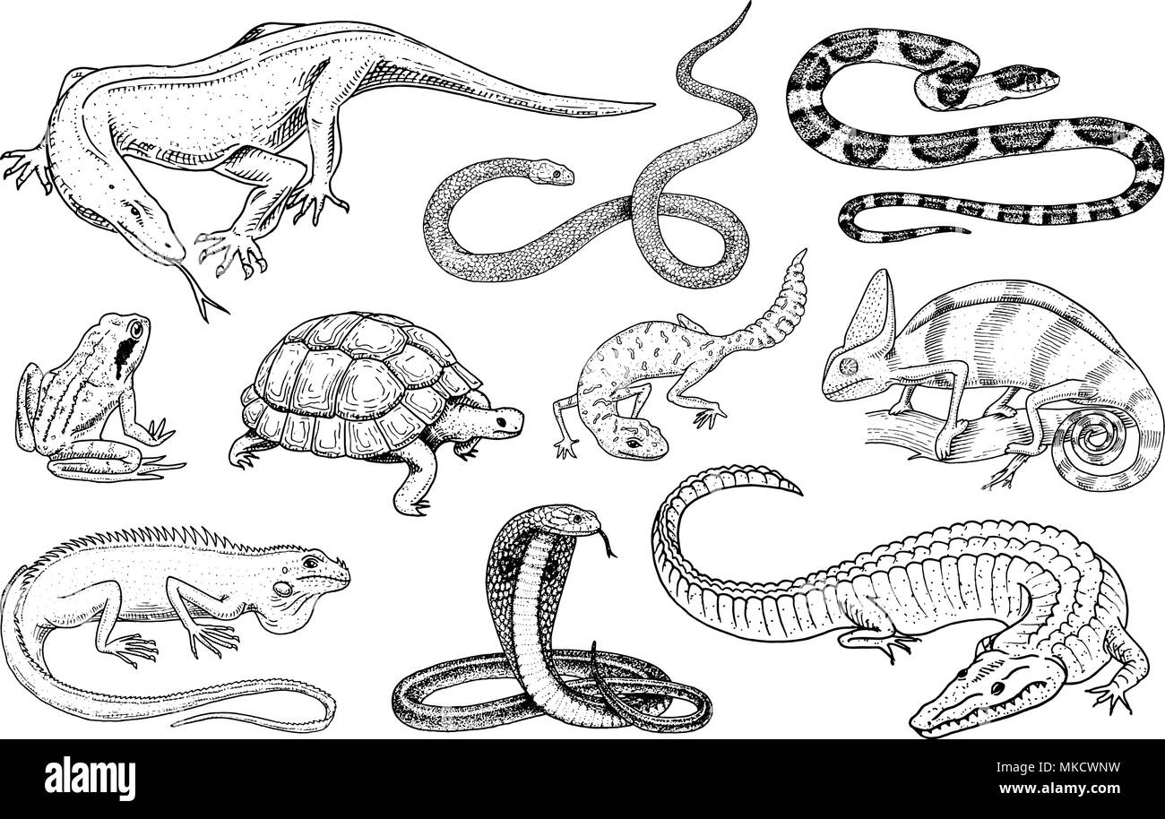 Ensemble de reptiles et amphibiens. Wild Crocodile, alligator et serpents, varan, caméléon et tortue. Animaux de compagnie et d'animaux tropicaux. Dessinés à la main, gravée dans old vintage croquis. Vector illustration. Illustration de Vecteur