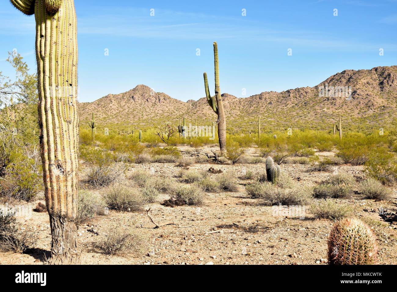 Parc régional de la montagne de San Tan est de plus de 10 000 acres dans la partie inférieure du désert. De beaux sentiers pour la randonnée pédestre, le vélo et l'équitation. Banque D'Images