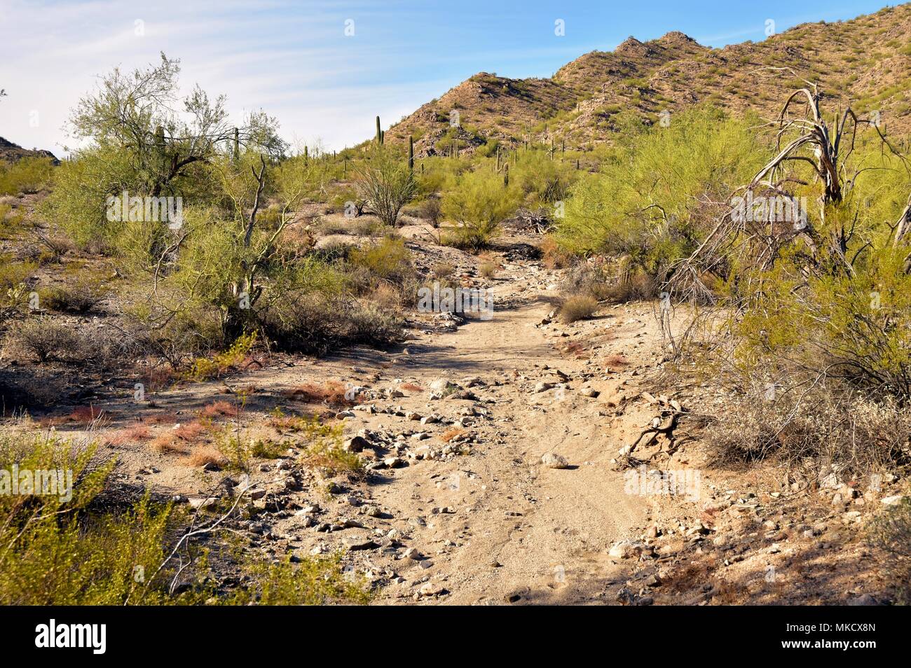 Parc régional de la montagne de San Tan est de plus de 10 000 acres dans la partie inférieure du désert. De beaux sentiers pour la randonnée pédestre, le vélo et l'équitation. Banque D'Images