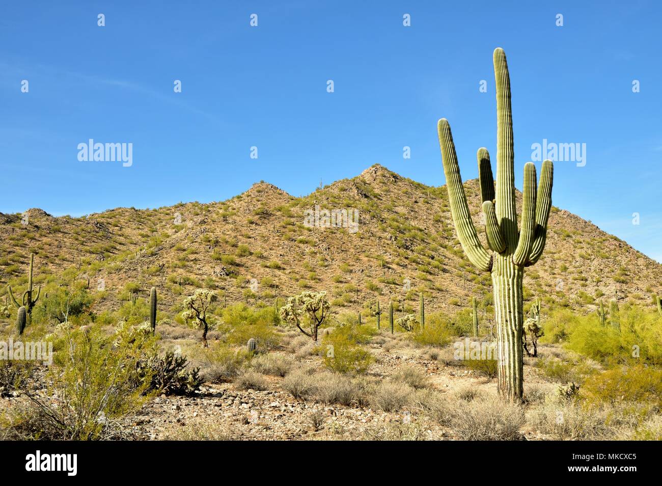 Parc régional de la montagne de San Tan est de plus de 10 000 acres dans la partie inférieure du désert. De beaux sentiers pour la randonnée pédestre, le vélo et l'équitation. Banque D'Images