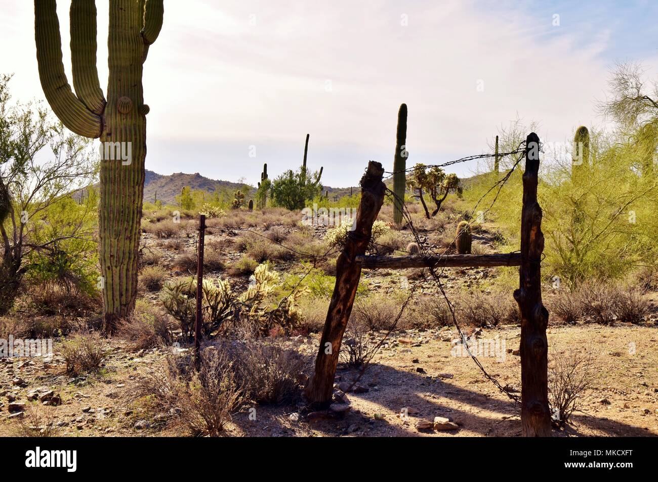 Parc régional de la montagne de San Tan est de plus de 10 000 acres dans la partie inférieure du désert. De beaux sentiers pour la randonnée pédestre, le vélo et l'équitation. Banque D'Images