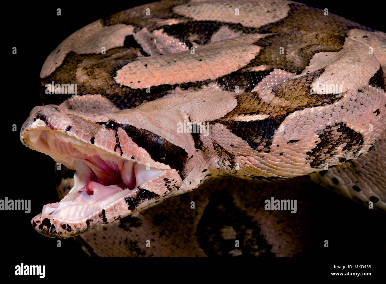 Red-tailed boa, Boa constrictor imperator, attaque Banque D'Images