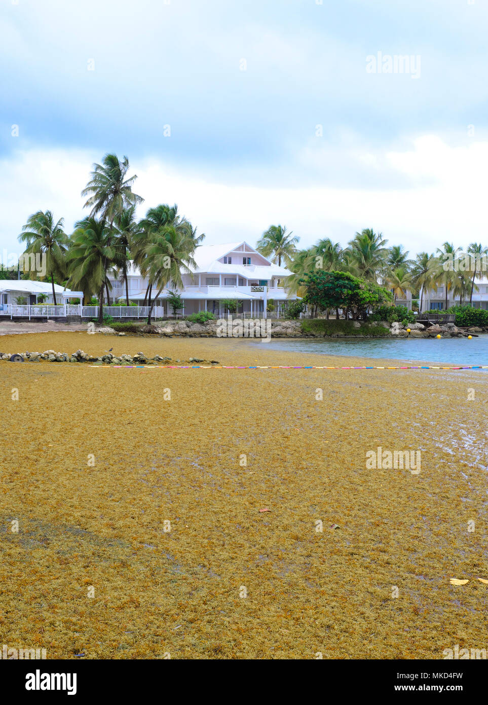 échouage De Sargasses Sargassum Fluitans Et Sargassum
