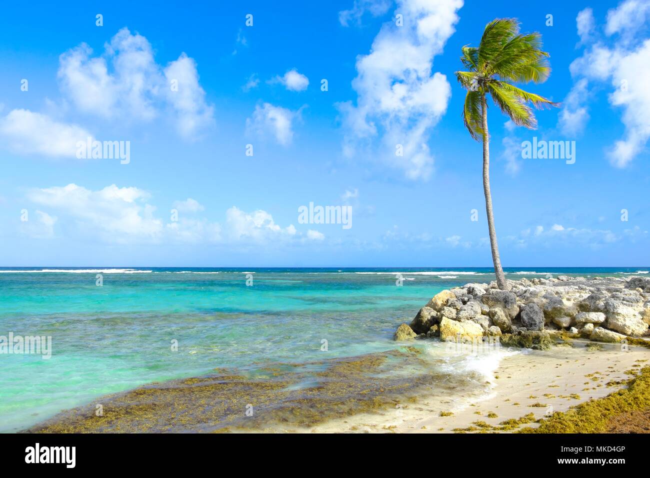 Échouage de sargasses (Sargassum fluitans) et (Sargassum natans) sur la