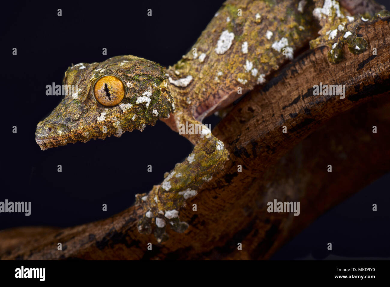 Grand gecko à queue de feuille moussus (Uroplatus sameiti) sur fond noir Banque D'Images