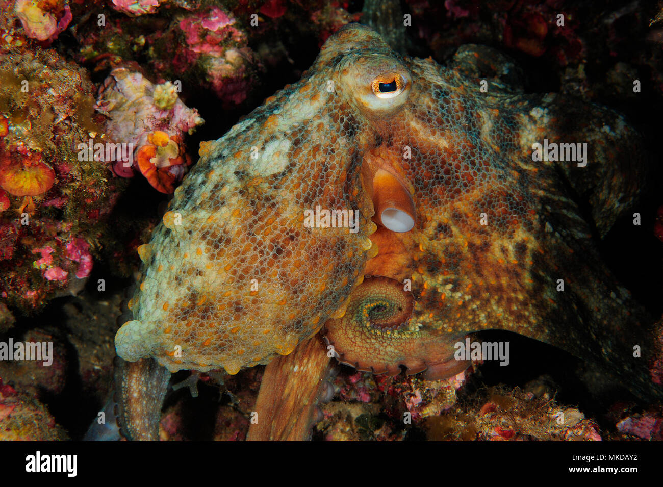 Pieuvre Poisson Octopus vulgaris france Banque de photographies et d’images à haute ...