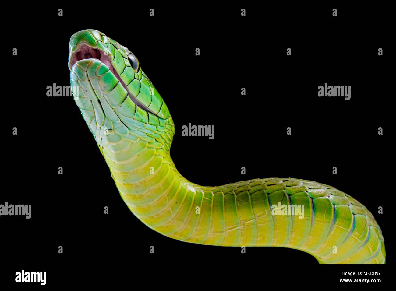 Jameson's mamba (Dendroaspis jamesoni jamesoni) sur fond noir, au ...