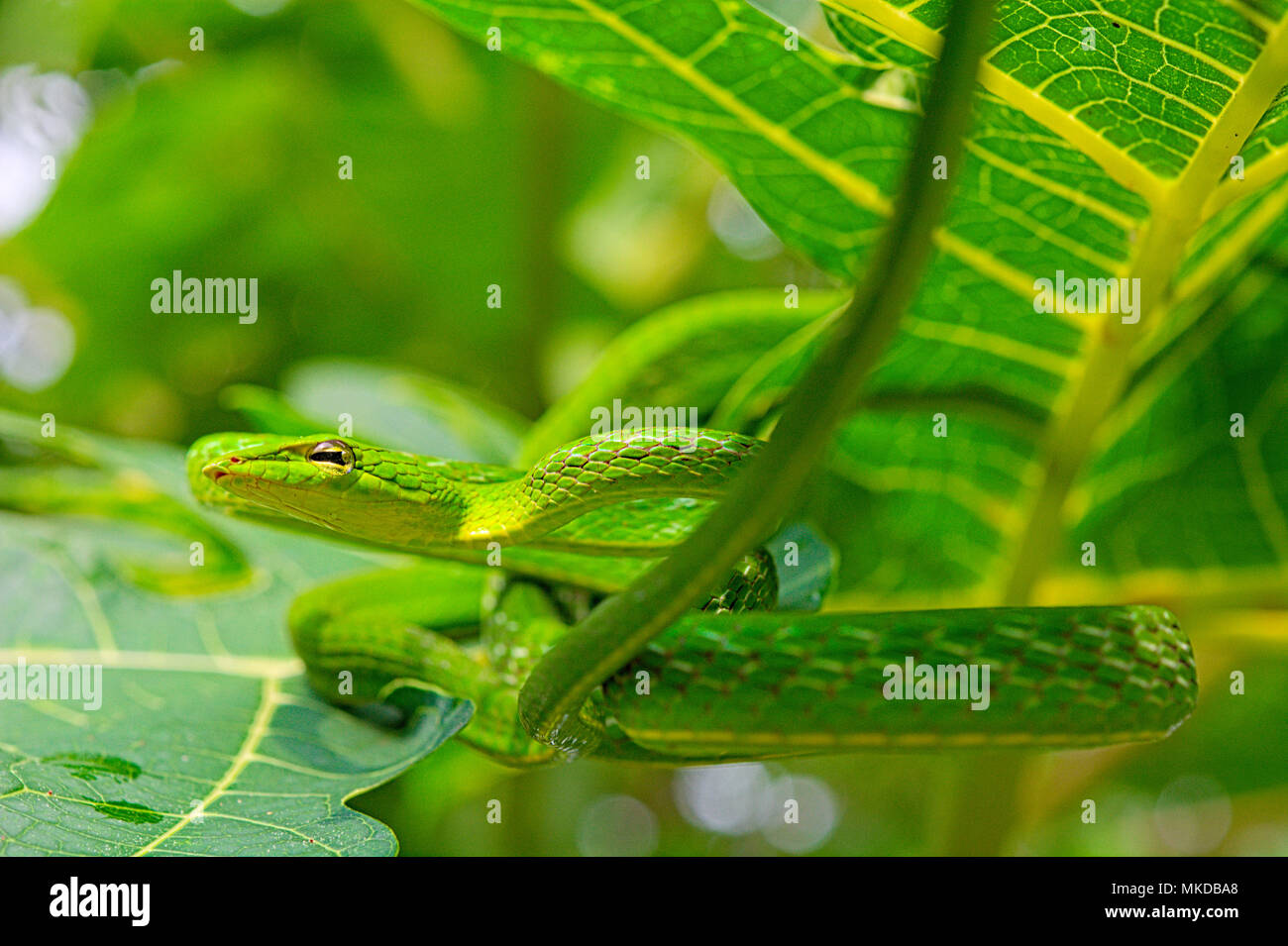 Serpent de vigne (Ahaetulla prasina) de Tomohon Sulawesi du Nord. Banque D'Images