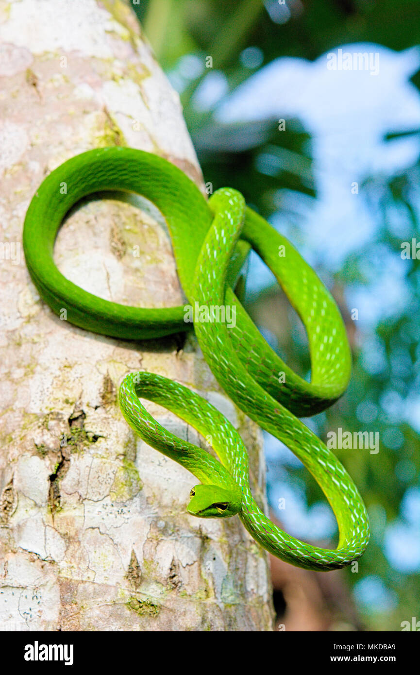 Serpent de vigne (Ahaetulla prasina) sur un tronc, Tomohon Sulawesi du Nord. Banque D'Images