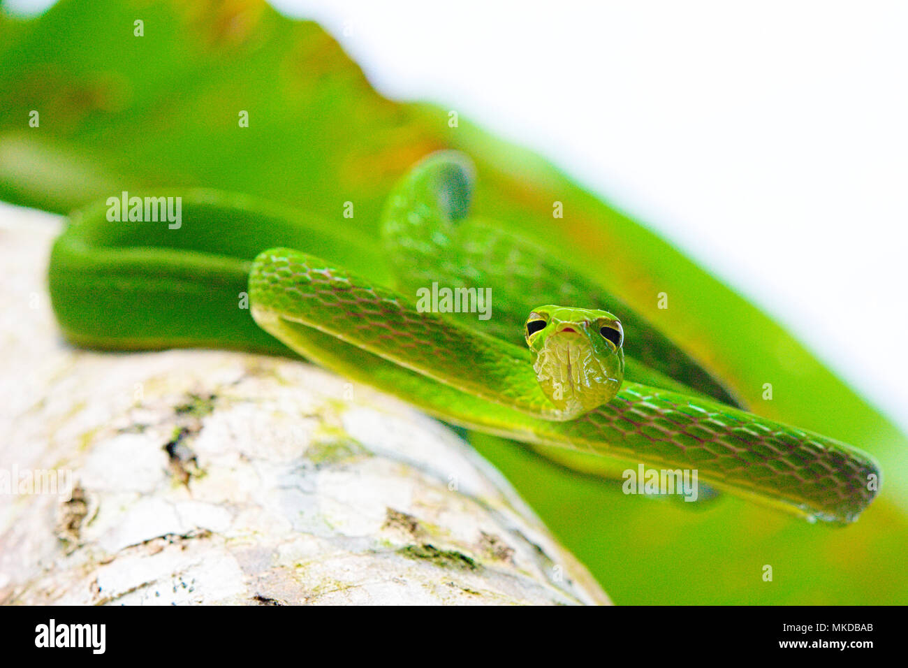 Serpent de vigne (Ahaetulla prasina) de Tomohon Sulawesi du Nord. Banque D'Images