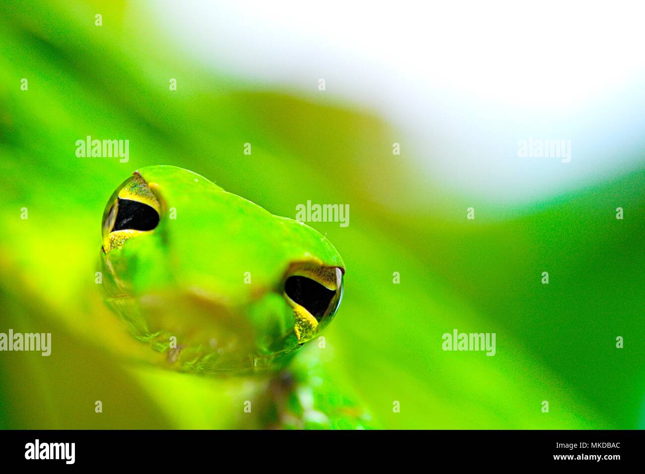 Portrait de serpent de vigne (Ahaetulla prasina) de Tomohon Sulawesi du Nord. Banque D'Images