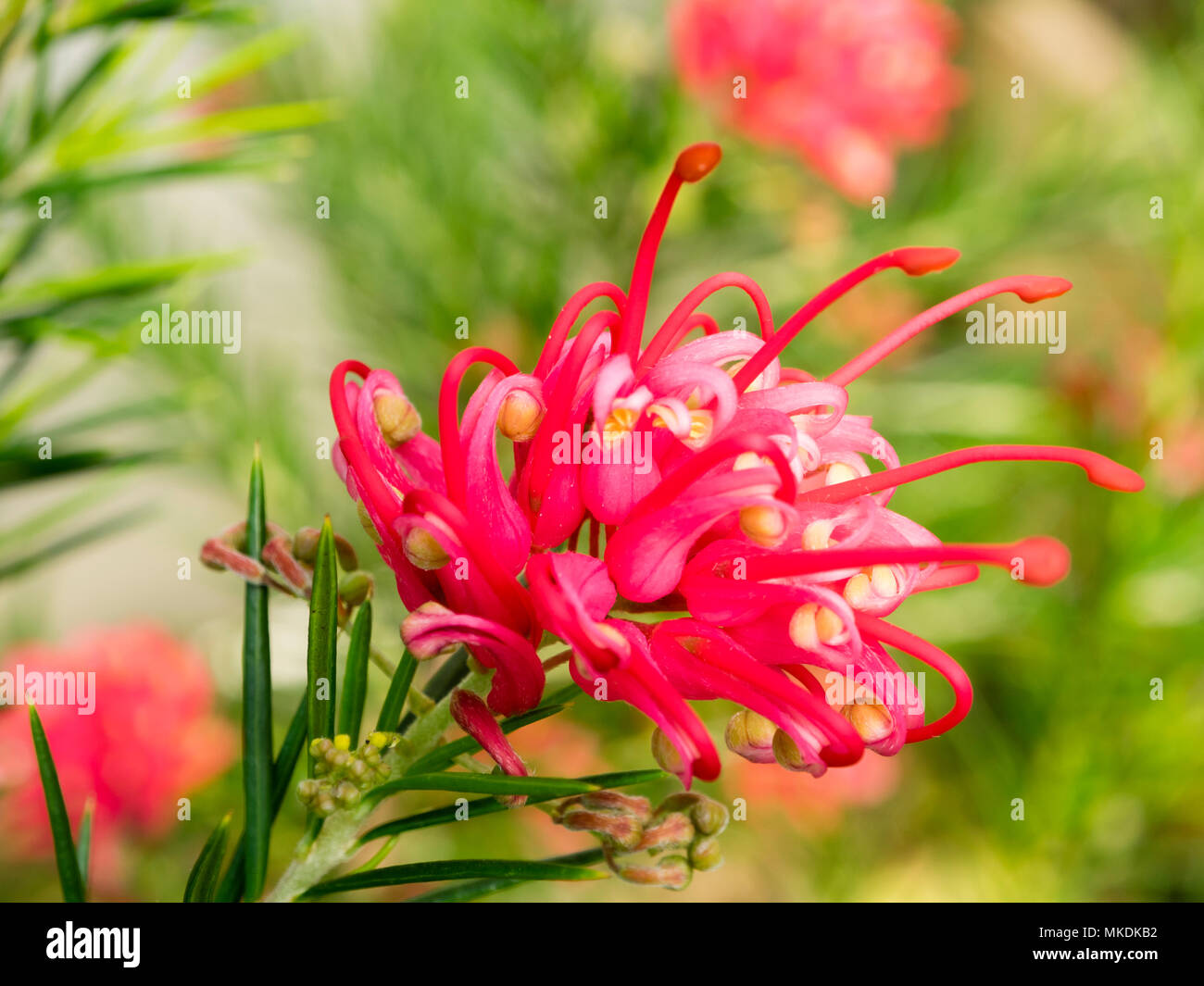 Fleur fleurs roses et de l'arbuste relativement résistantes, de Grevillea 'Canberra Gem' Banque D'Images