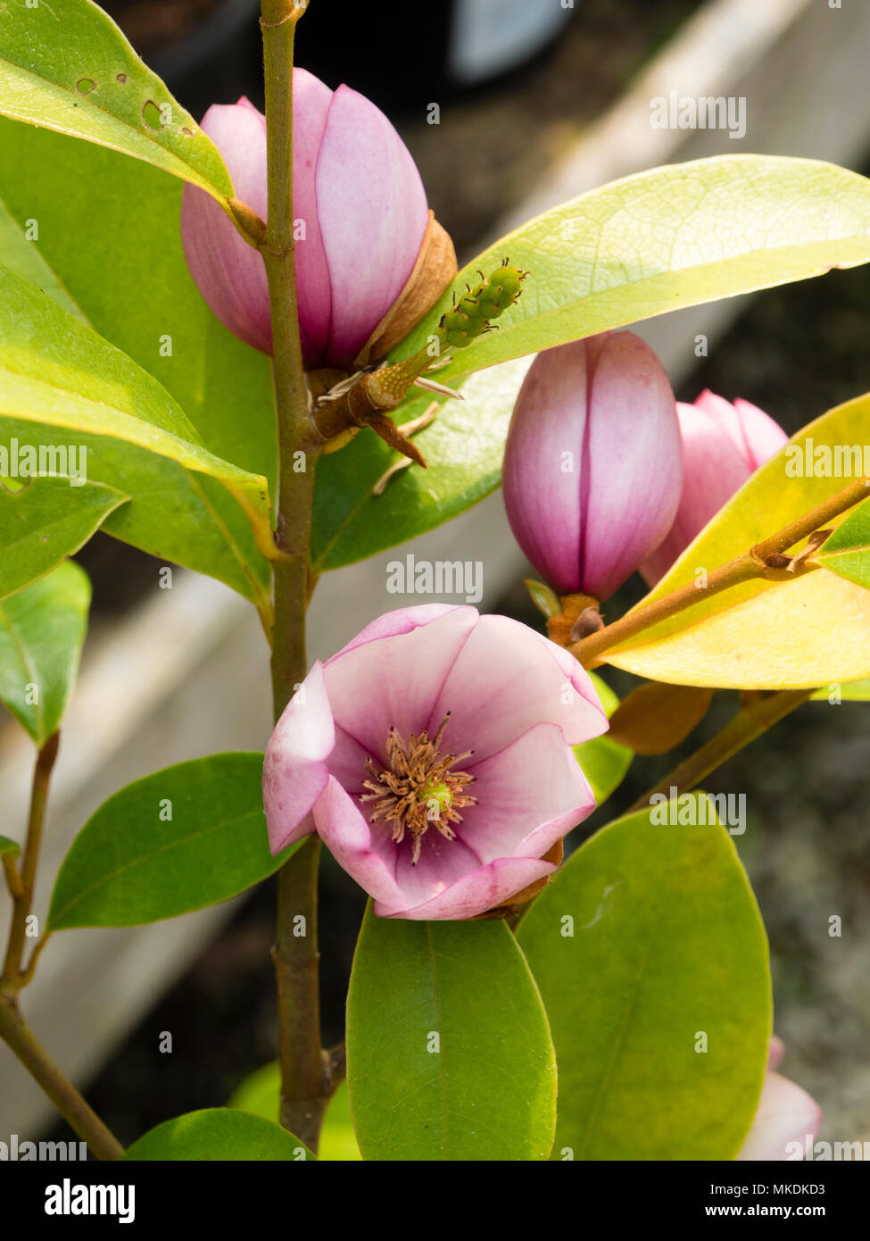 Les petites fleurs du printemps rose hybride complexe Magnolia (Michelia  type) , Magnolia 'Fairy Blush' Photo Stock - Alamy