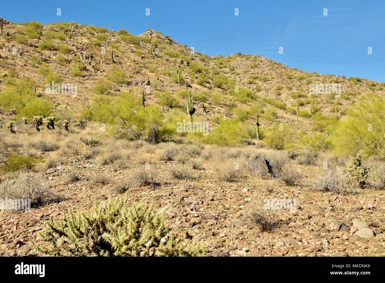 Parc régional de la montagne de San Tan est de plus de 10 000 acres dans la partie inférieure du désert. De beaux sentiers pour la randonnée pédestre, le vélo et l'équitation. Banque D'Images