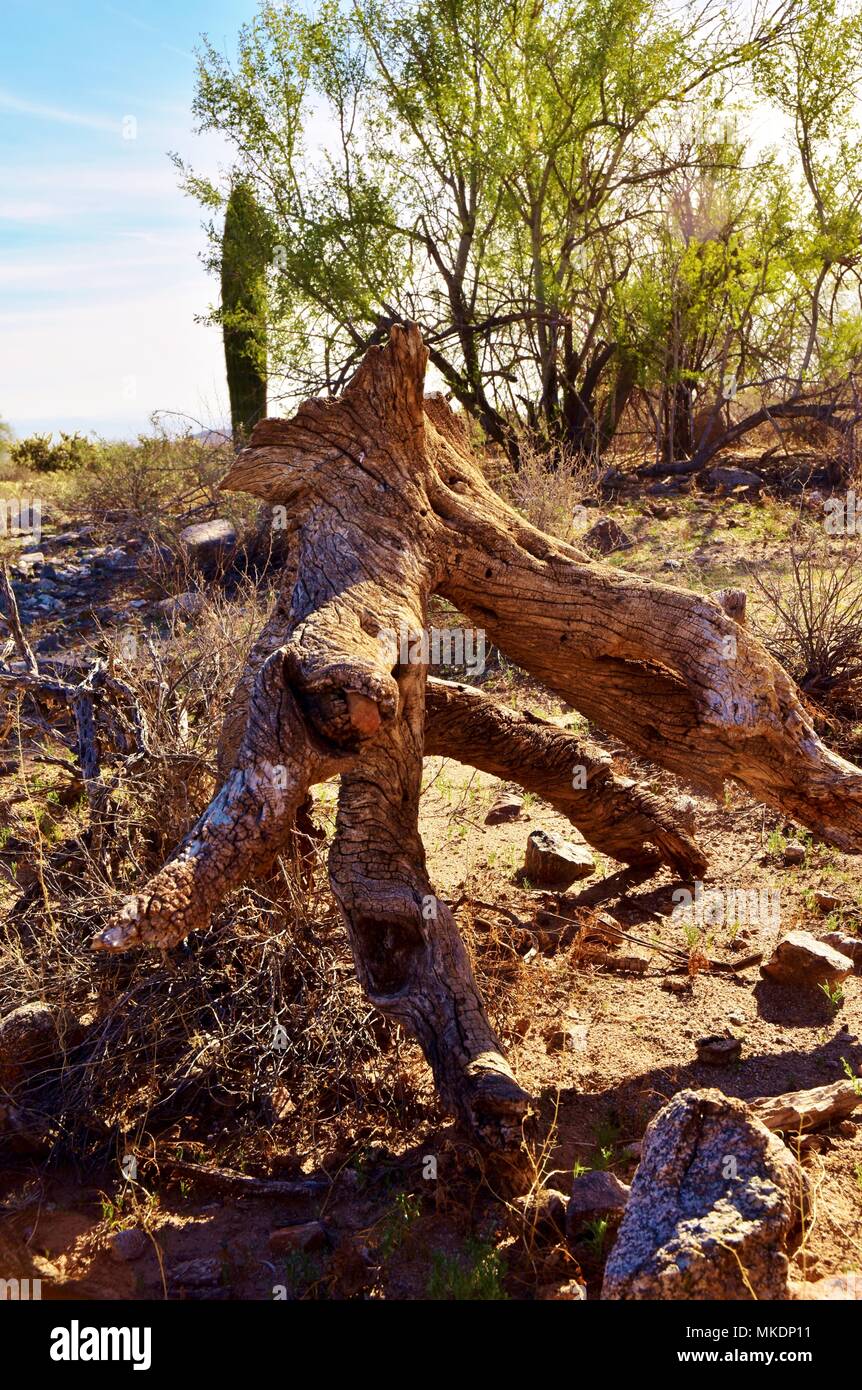 Parc régional de la montagne de San Tan est de plus de 10 000 acres dans la partie inférieure du désert. De beaux sentiers pour la randonnée pédestre, le vélo et l'équitation. Banque D'Images