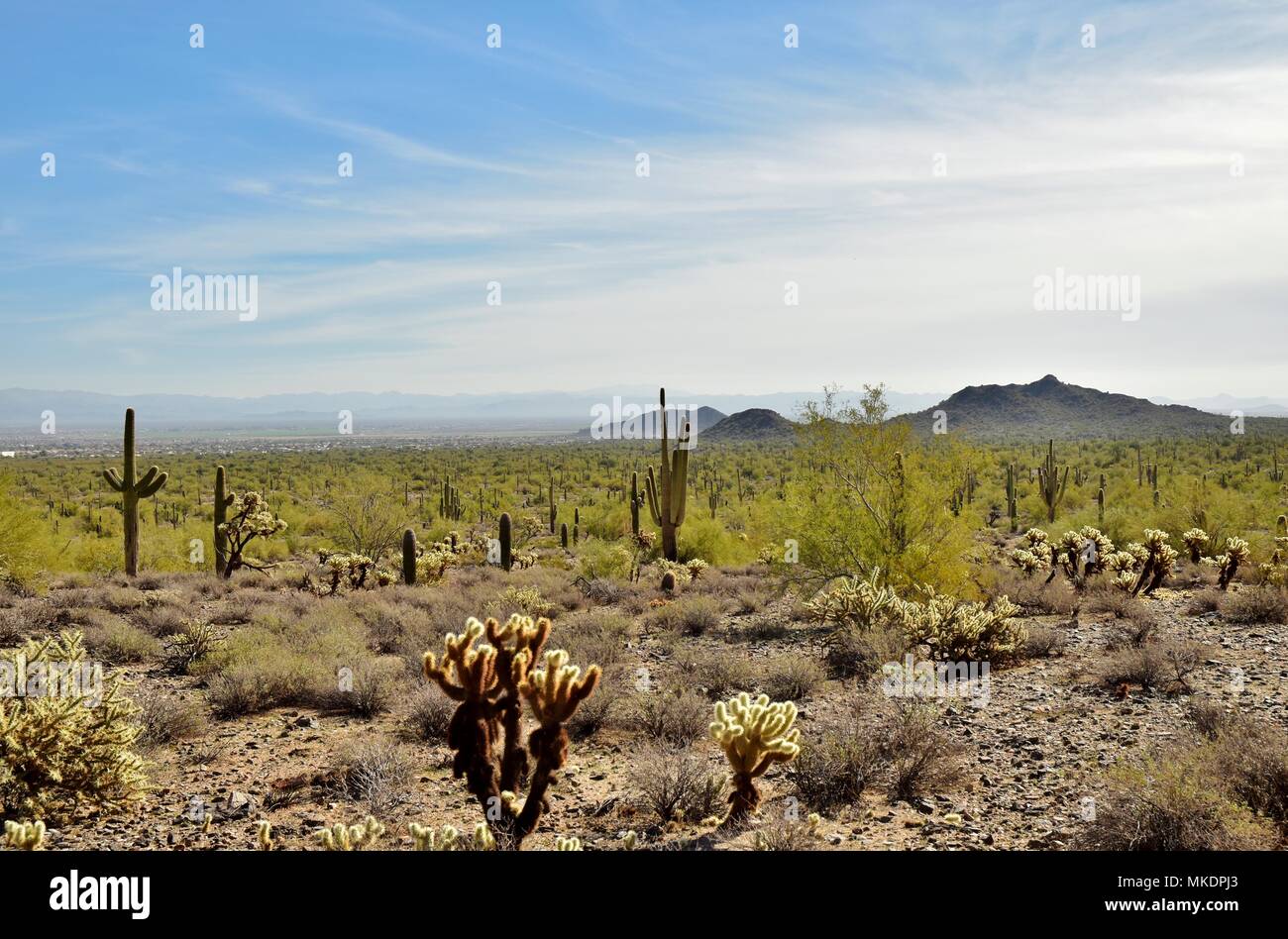 Parc régional de la montagne de San Tan est de plus de 10 000 acres dans la partie inférieure du désert. De beaux sentiers pour la randonnée pédestre, le vélo et l'équitation. Banque D'Images