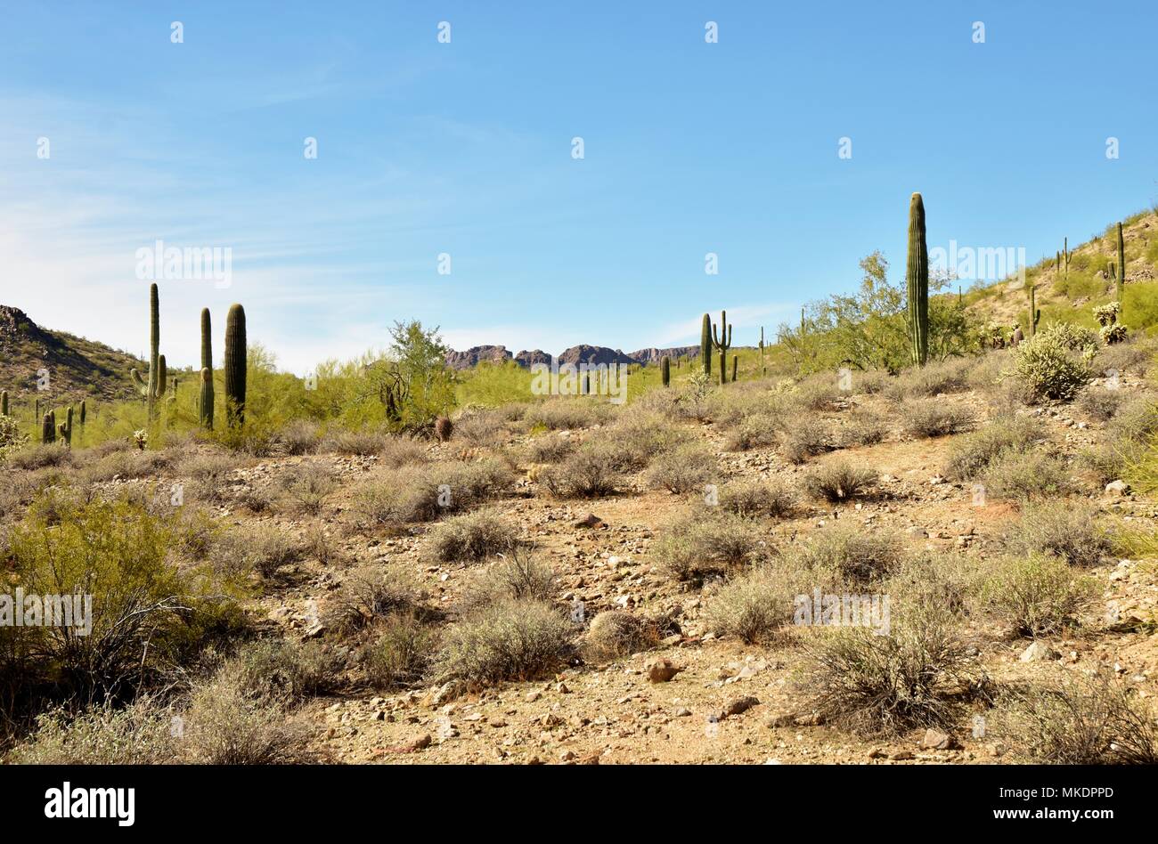 Parc régional de la montagne de San Tan est de plus de 10 000 acres dans la partie inférieure du désert. De beaux sentiers pour la randonnée pédestre, le vélo et l'équitation. Banque D'Images