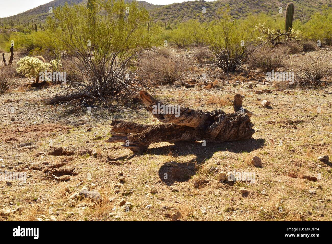 Parc régional de la montagne de San Tan est de plus de 10 000 acres dans la partie inférieure du désert. De beaux sentiers pour la randonnée pédestre, le vélo et l'équitation. Banque D'Images