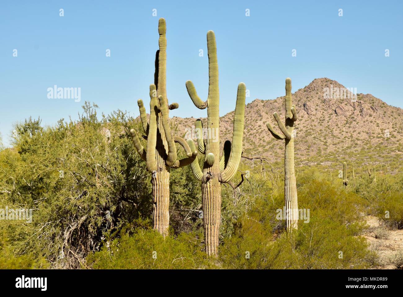 Parc régional de la montagne de San Tan est de plus de 10 000 acres dans la partie inférieure du désert. De beaux sentiers pour la randonnée pédestre, le vélo et l'équitation. Banque D'Images