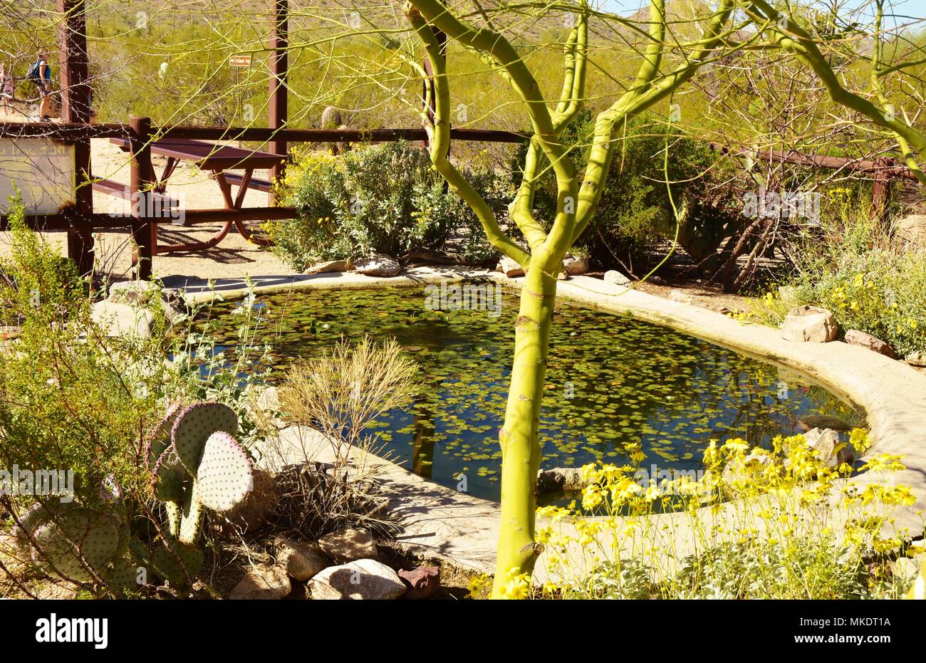 Parc régional de la montagne de San Tan est de plus de 10 000 acres dans la partie inférieure du désert. De beaux sentiers pour la randonnée pédestre, le vélo et l'équitation. Banque D'Images