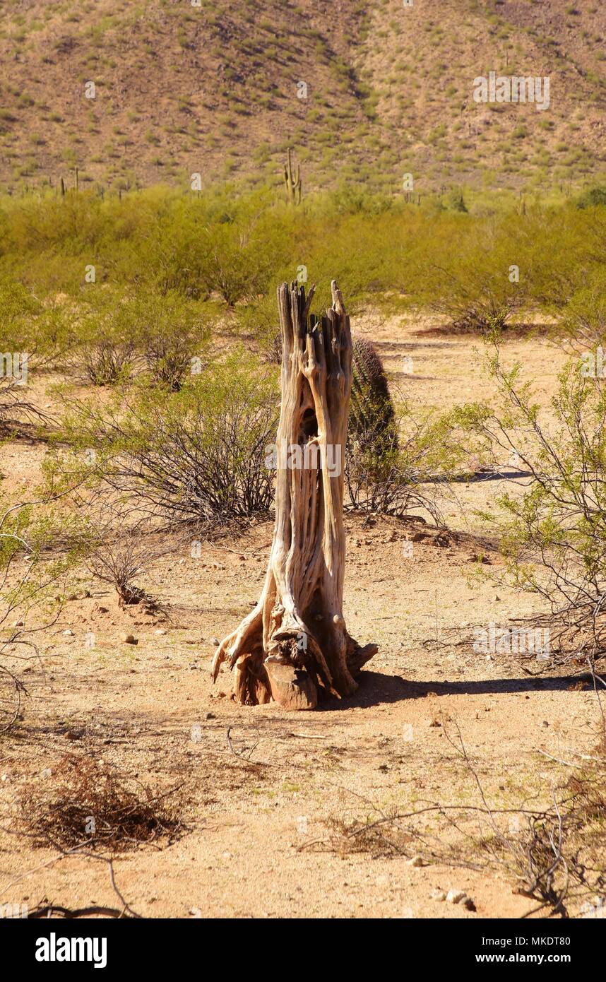 Parc régional de la montagne de San Tan est de plus de 10 000 acres dans la partie inférieure du désert. De beaux sentiers pour la randonnée pédestre, le vélo et l'équitation. Banque D'Images