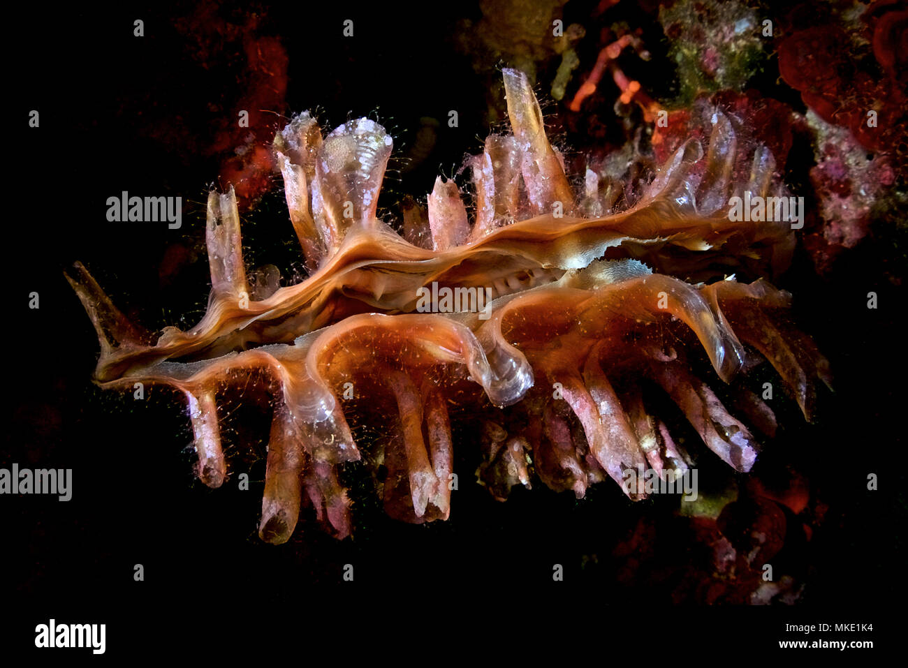 Détail de macro rugueux juvénile pen shell (Pinna rudis) spécimen vivant dans les récifs de profondeur Es Vedrá islet (Ibiza, Iles Baléares, Espagne) Banque D'Images