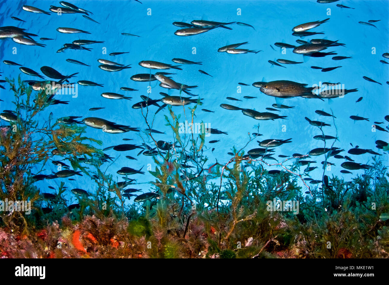 Un choeur damégoïste (Chromis chromis) tourbillonne dans une direction parfaitement synchronisée dans les profondeurs sous-marines de es Vedrá (Iles Baléares, Espagne) Banque D'Images