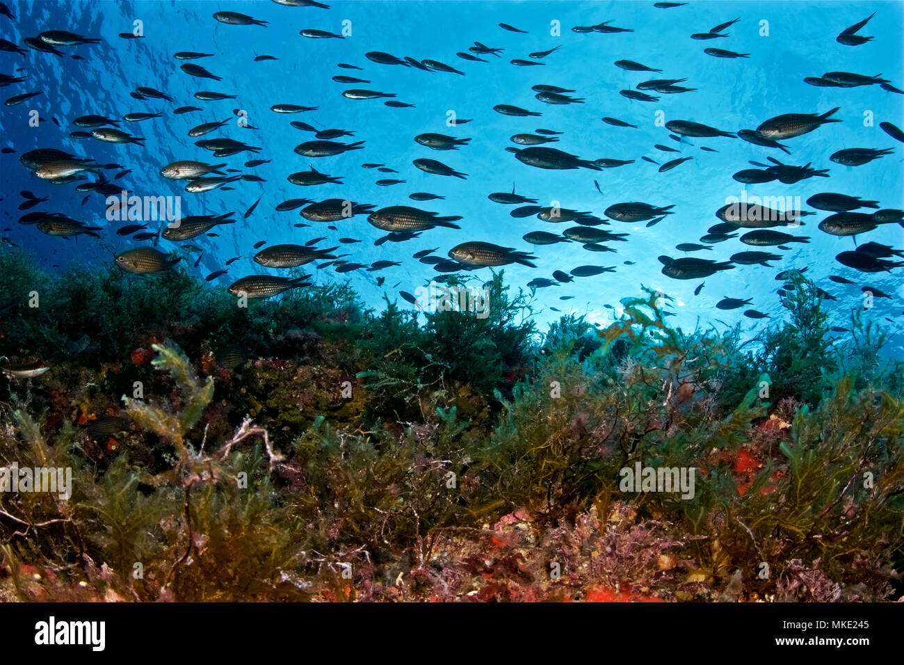 Un choeur damégoïste (Chromis chromis) tourbillonne dans une direction parfaitement synchronisée dans les profondeurs sous-marines de es Vedrá (Iles Baléares, Espagne) Banque D'Images