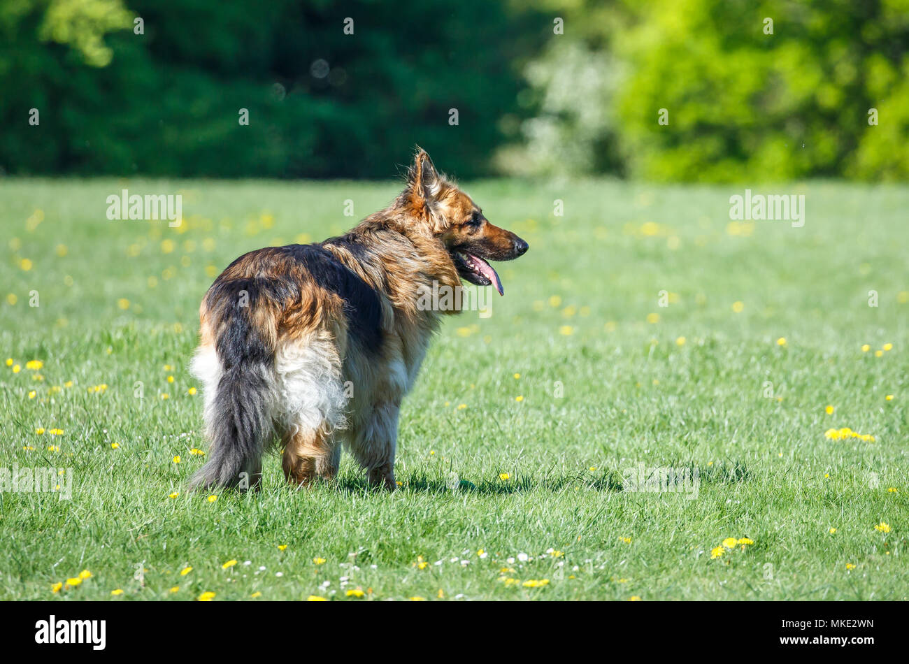 Un chien dans le parc alsacienne Banque D'Images