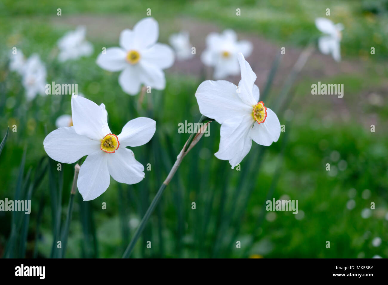 Gros plan fleurs Narcisse Banque D'Images