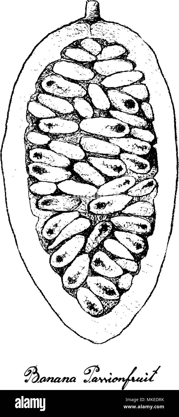 Les fruits tropicaux, Illustration Croquis de la main de la passion banane ou Passiflora Mollissima Fruits isolé sur un fond blanc. Haut en vitamine Illustration de Vecteur