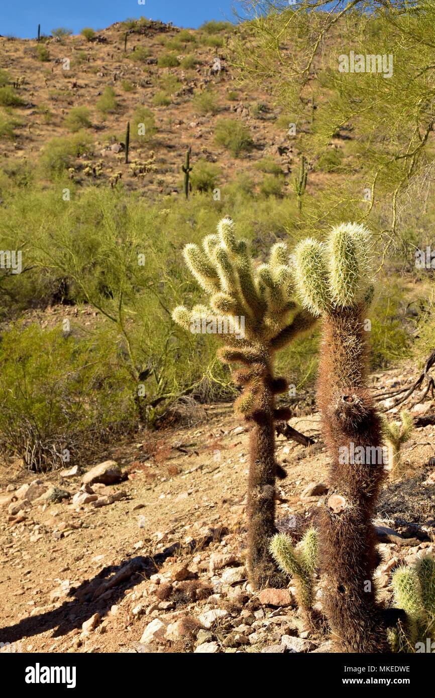 Parc régional de la montagne de San Tan est de plus de 10 000 acres dans la partie inférieure du désert. De beaux sentiers pour la randonnée pédestre, le vélo et l'équitation. Banque D'Images
