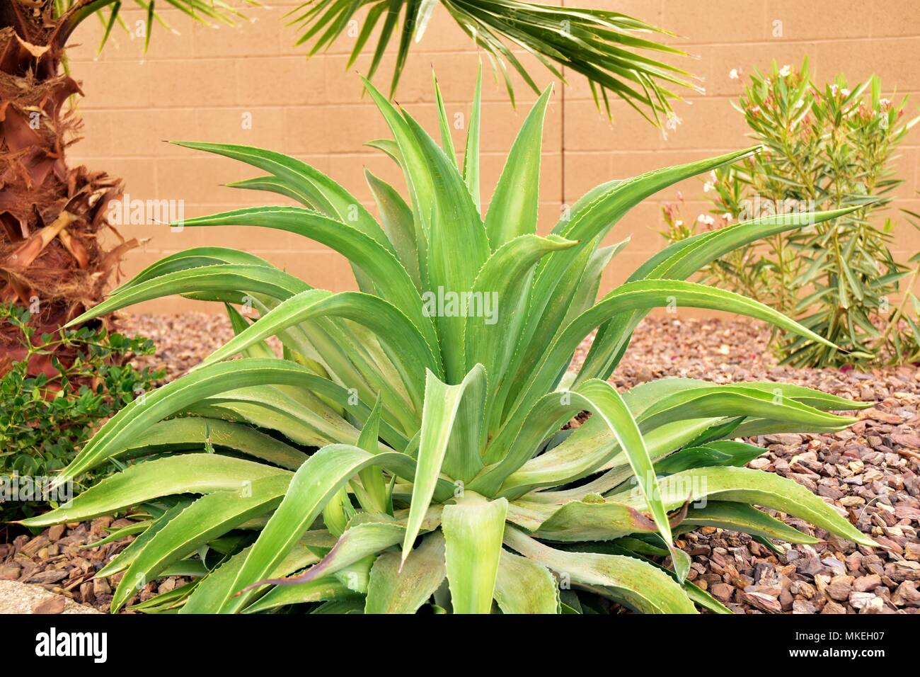 Certaines des nombreuses plantes trouvés dans le désert de l'Arizona. Nous avons été à Queen Creek, au sud-est de Phoenix. Prise à 1:00 PM. Banque D'Images