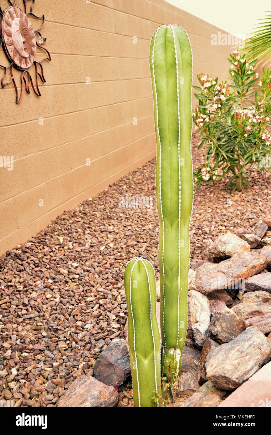 Certaines des nombreuses plantes trouvés dans le désert de l'Arizona. Nous avons été à Queen Creek, au sud-est de Phoenix. Prise à 1:00 PM. Banque D'Images