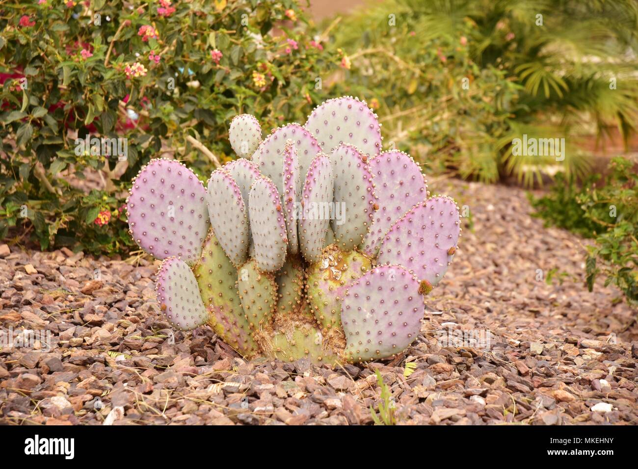 Certaines des nombreuses plantes trouvés dans le désert de l'Arizona. Nous avons été à Queen Creek, au sud-est de Phoenix. Prise à 1:00 PM. Banque D'Images
