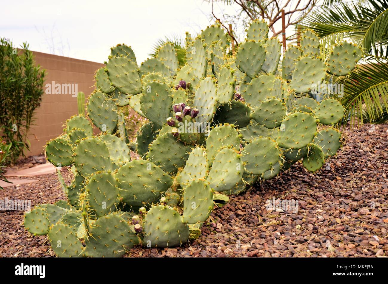 Certaines des nombreuses plantes trouvés dans le désert de l'Arizona. Nous avons été à Queen Creek, au sud-est de Phoenix. Prise à 1:00 PM. Banque D'Images