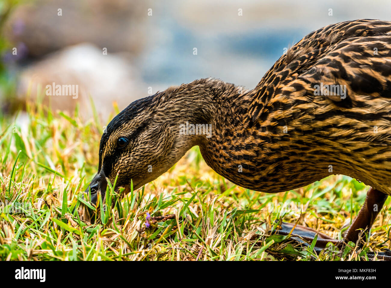 Close-up d'un Canard colvert femelle sauvage, sur un matin d'été Banque D'Images