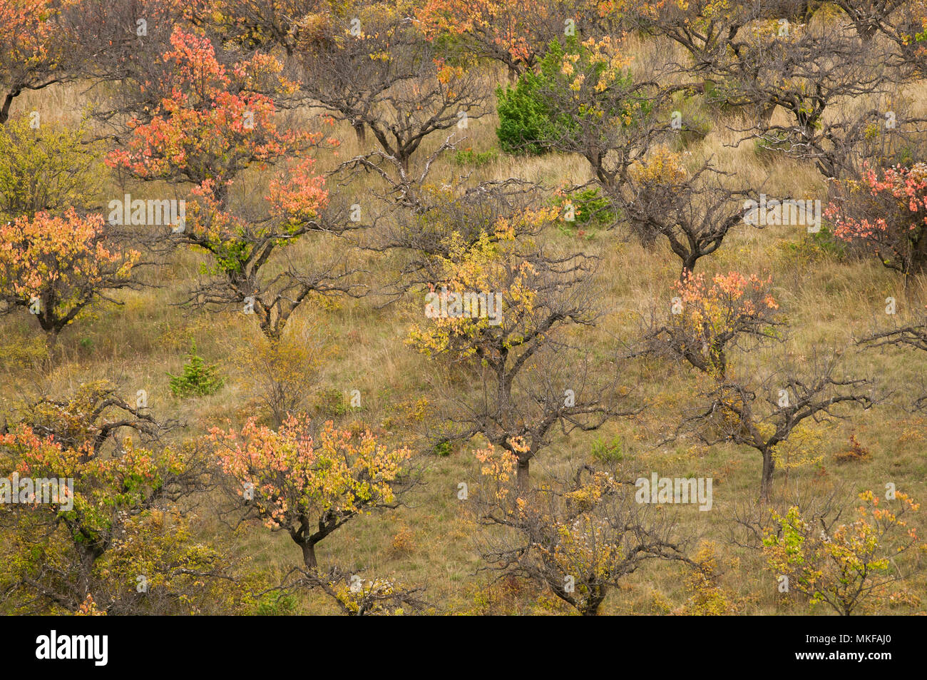 Verger de l'abricotier (Prunus armeniaca) fin d'après-midi à l'automne dans la Drôme, France Banque D'Images