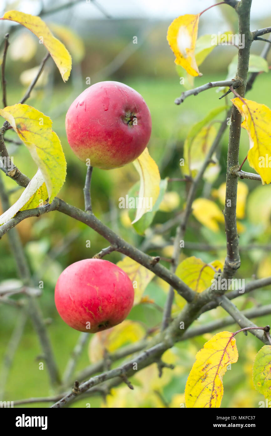 Deux pommes mûres à la fin de l'automne Banque D'Images