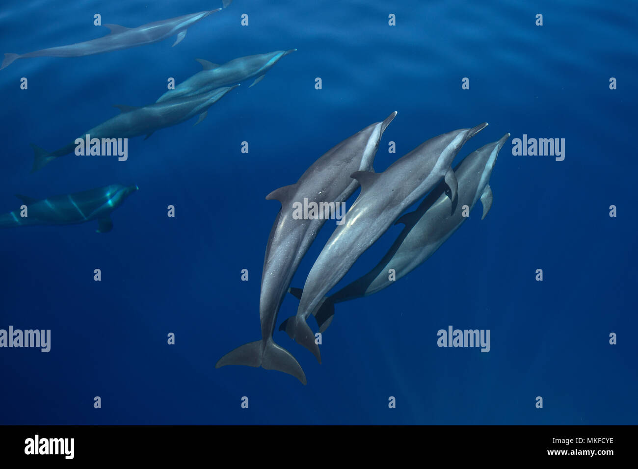 Les dauphins long bec (Stenella longirostris) nager à la proue du bateau, Mayotte Banque D'Images